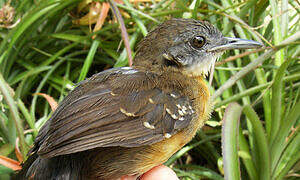 Black-throated Antbird