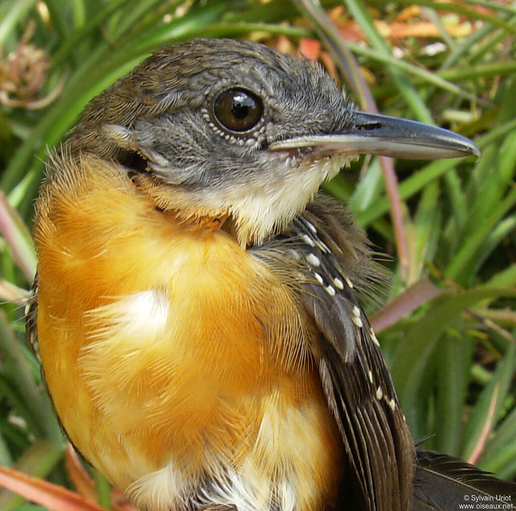 Black-throated Antbird female adult