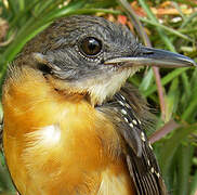 Black-throated Antbird