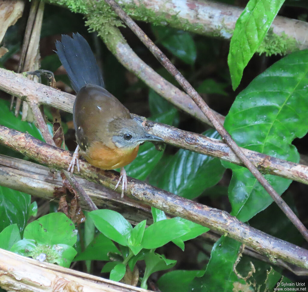 Black-throated Antbird