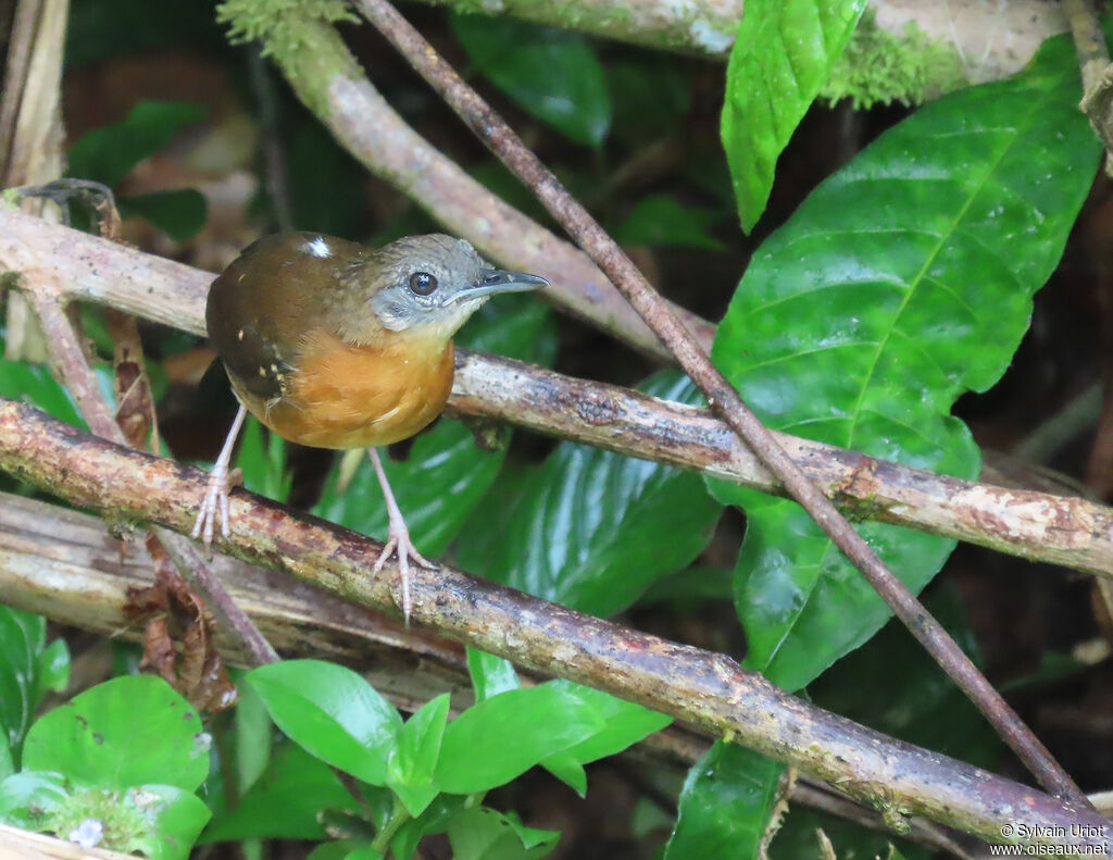 Black-throated Antbird