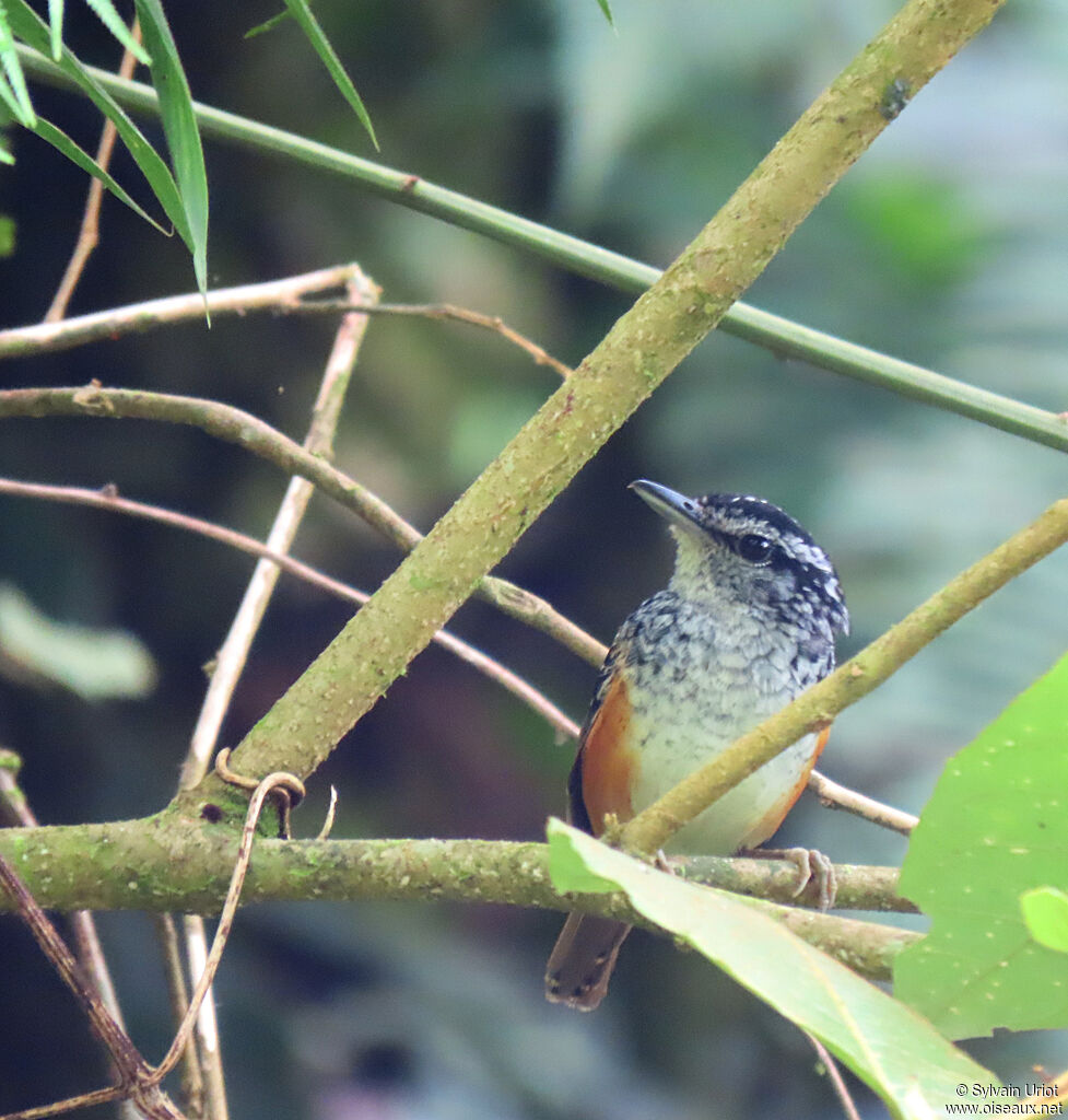 Peruvian Warbling Antbird male adult