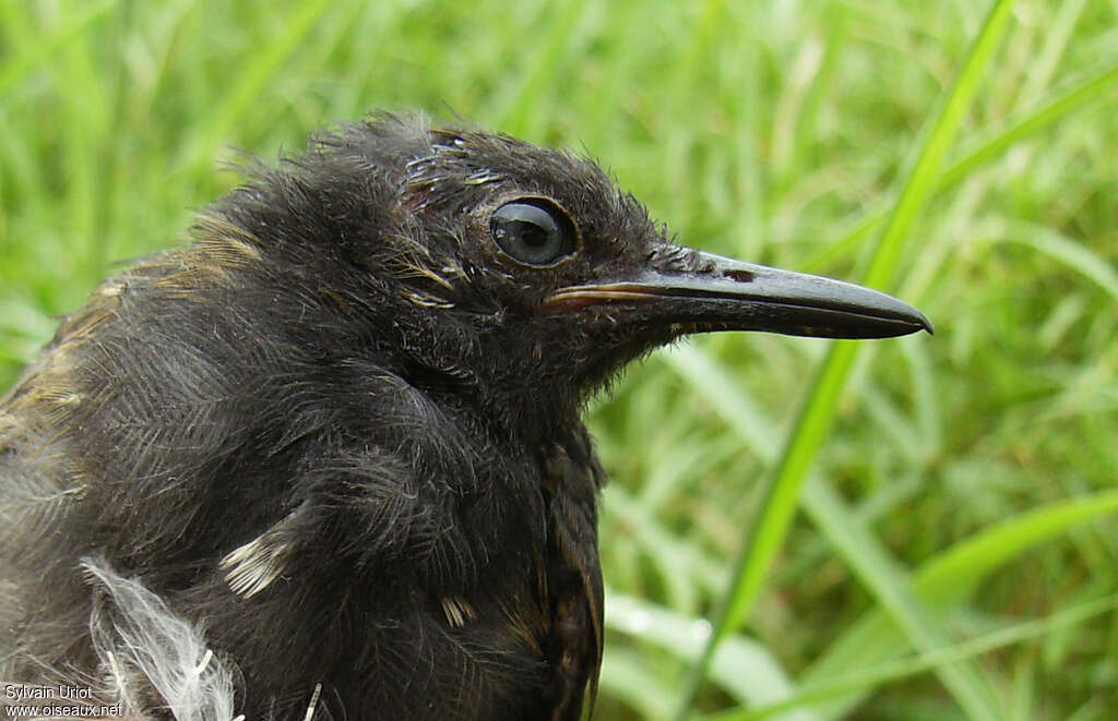 Silvered Antbirdjuvenile, close-up portrait