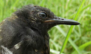 Silvered Antbird