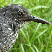 Silvered Antbird