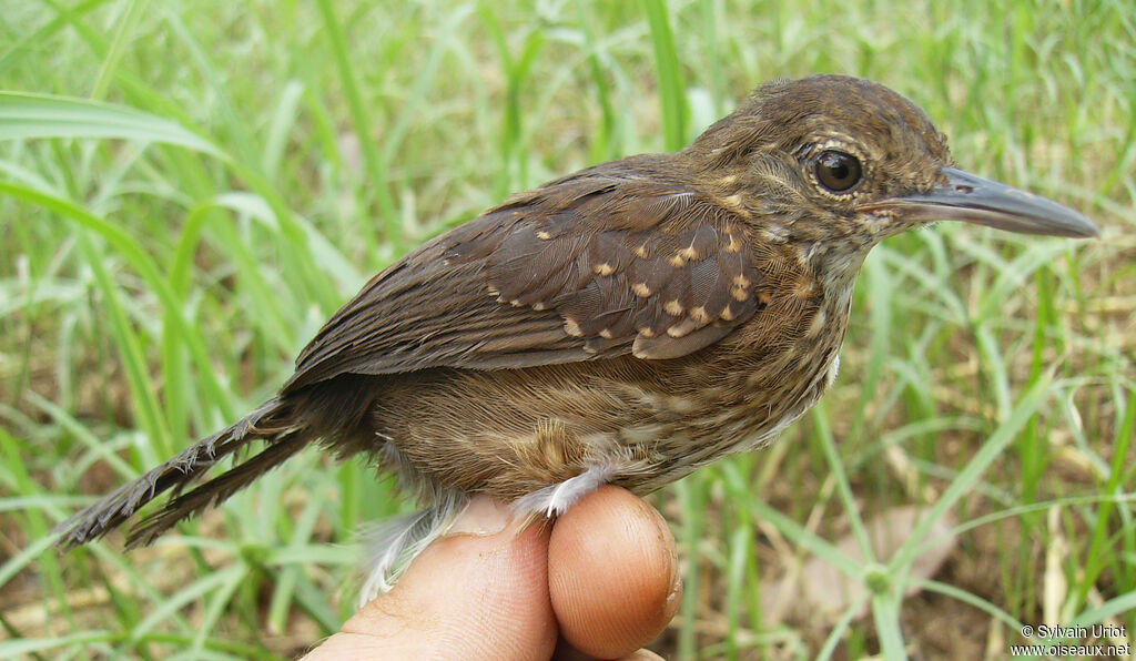 Silvered Antbird female adult