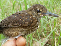 Silvered Antbird