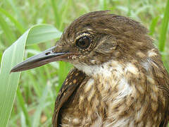 Silvered Antbird