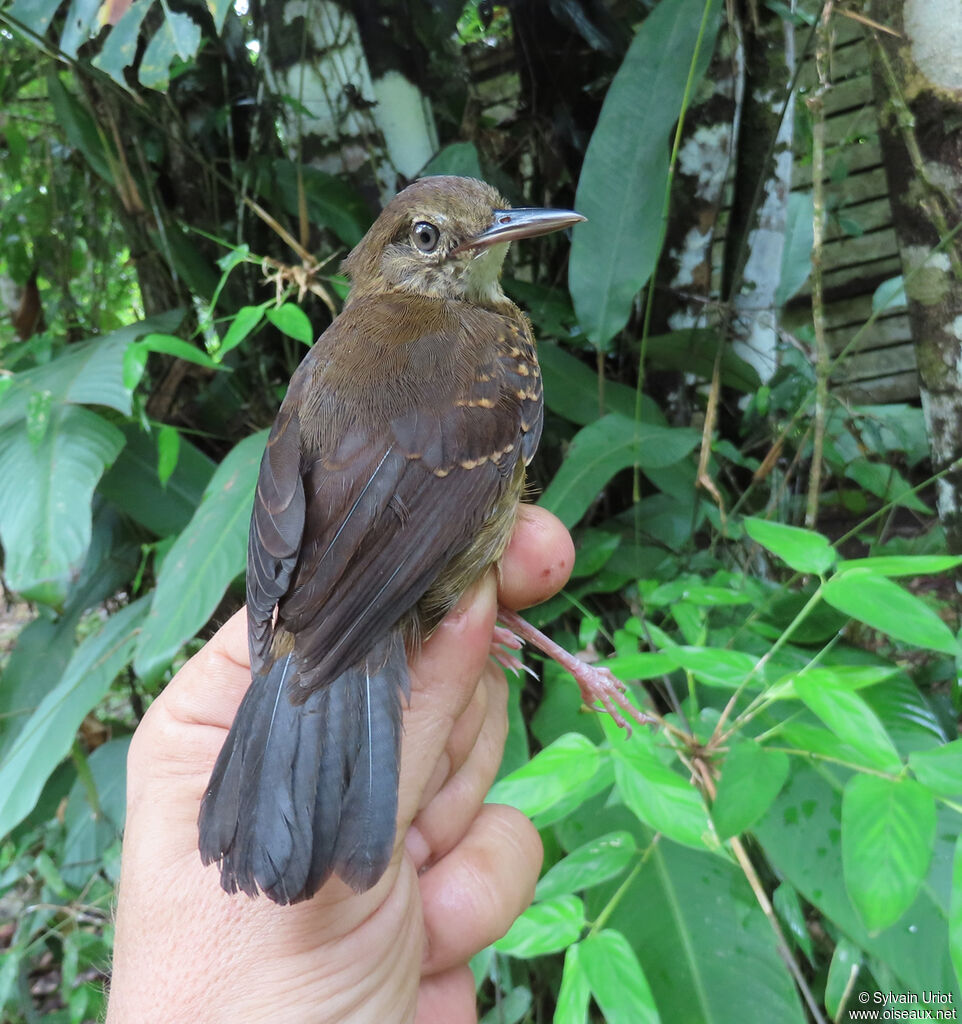 Silvered Antbird female adult