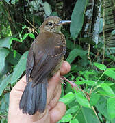 Silvered Antbird