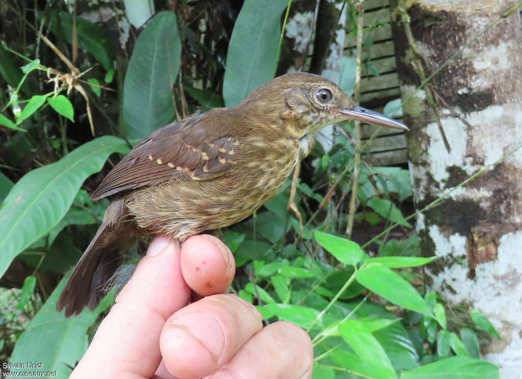 Silvered Antbird female adult, close-up portrait