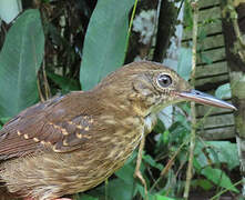 Silvered Antbird