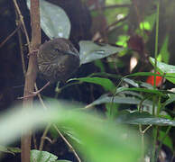 Silvered Antbird