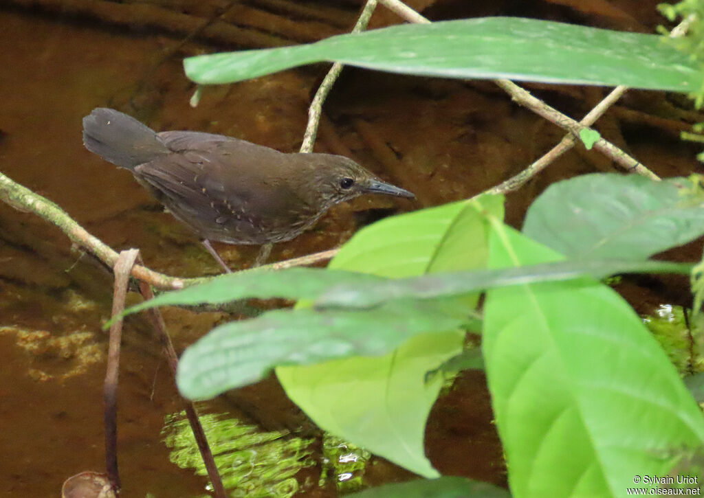 Silvered Antbird female adult