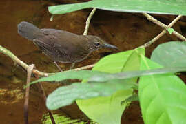 Silvered Antbird