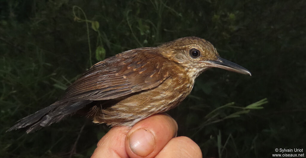 Silvered Antbird female adult