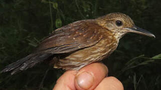 Silvered Antbird