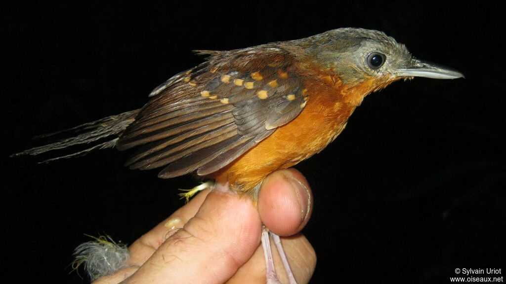 Spot-winged Antbird female adult