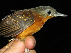 Spot-winged Antbird