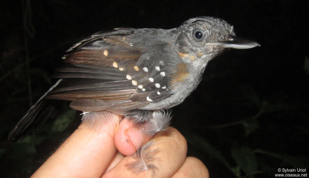 Spot-winged Antbird male immature