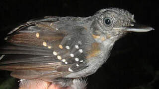 Spot-winged Antbird