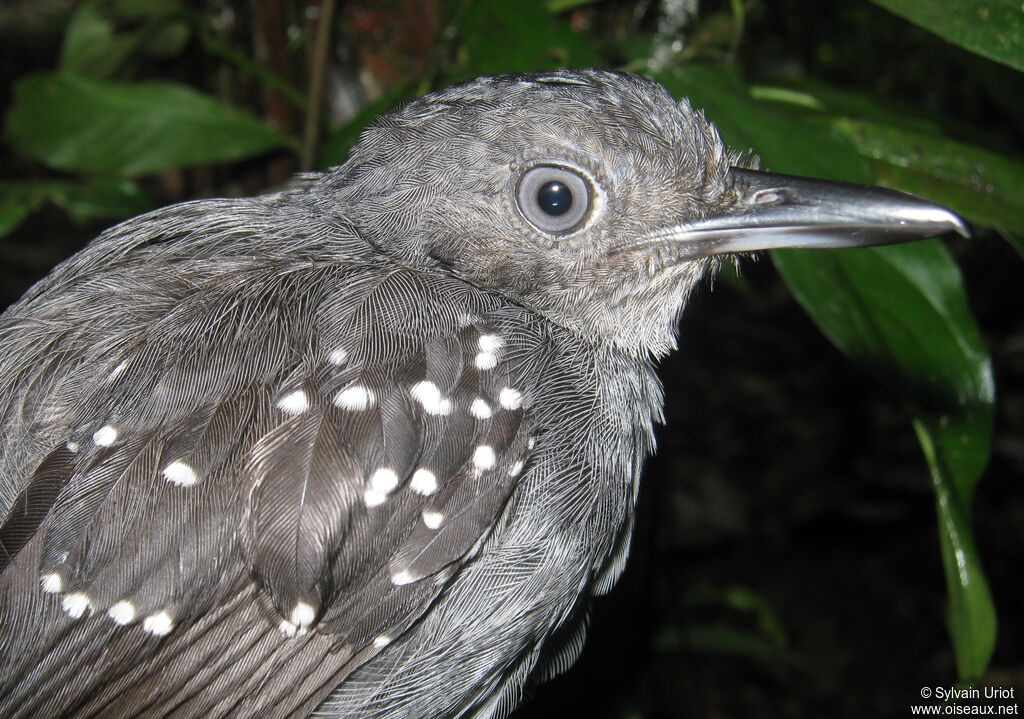 Spot-winged Antbird male adult