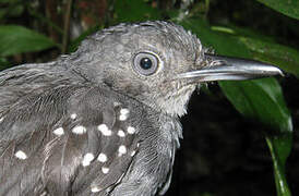 Spot-winged Antbird