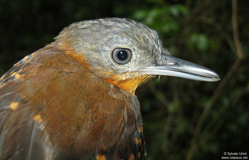 Spot-winged Antbird female adult