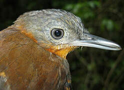 Spot-winged Antbird