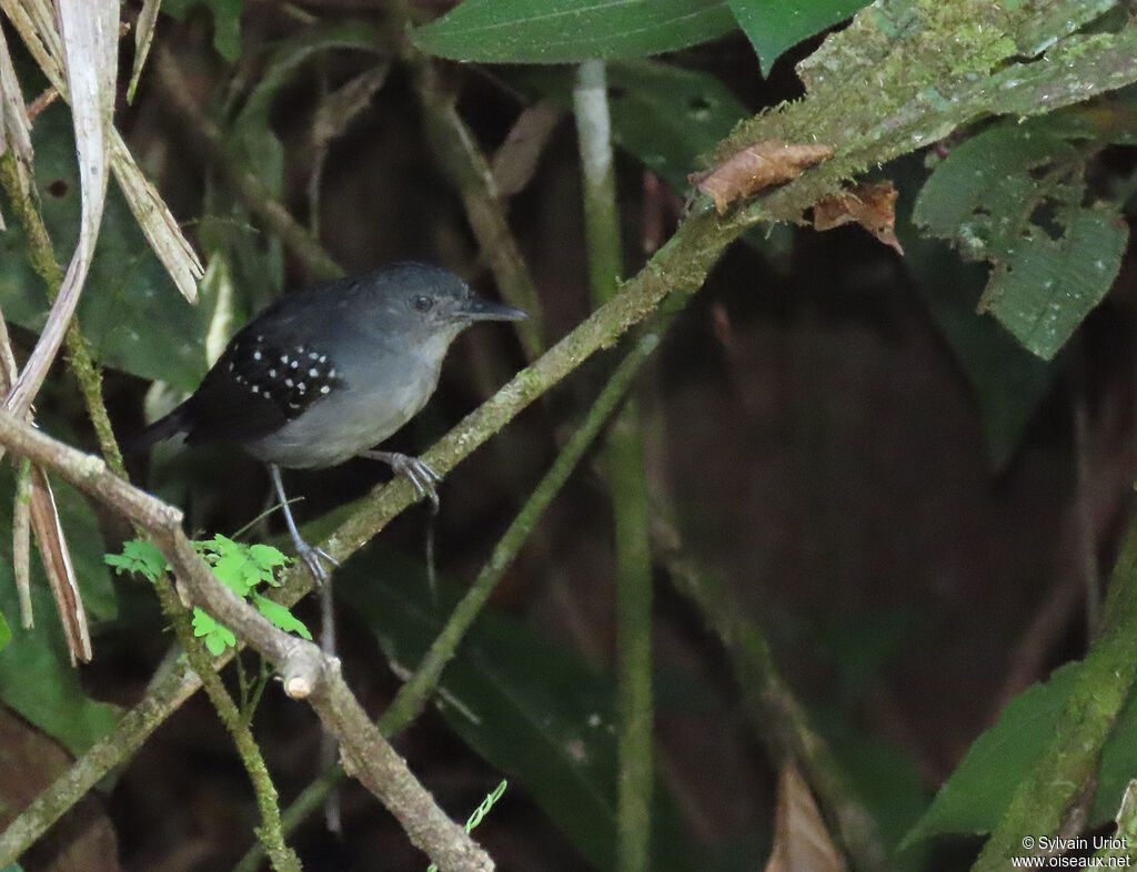 Spot-winged Antbird male adult