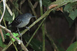 Spot-winged Antbird