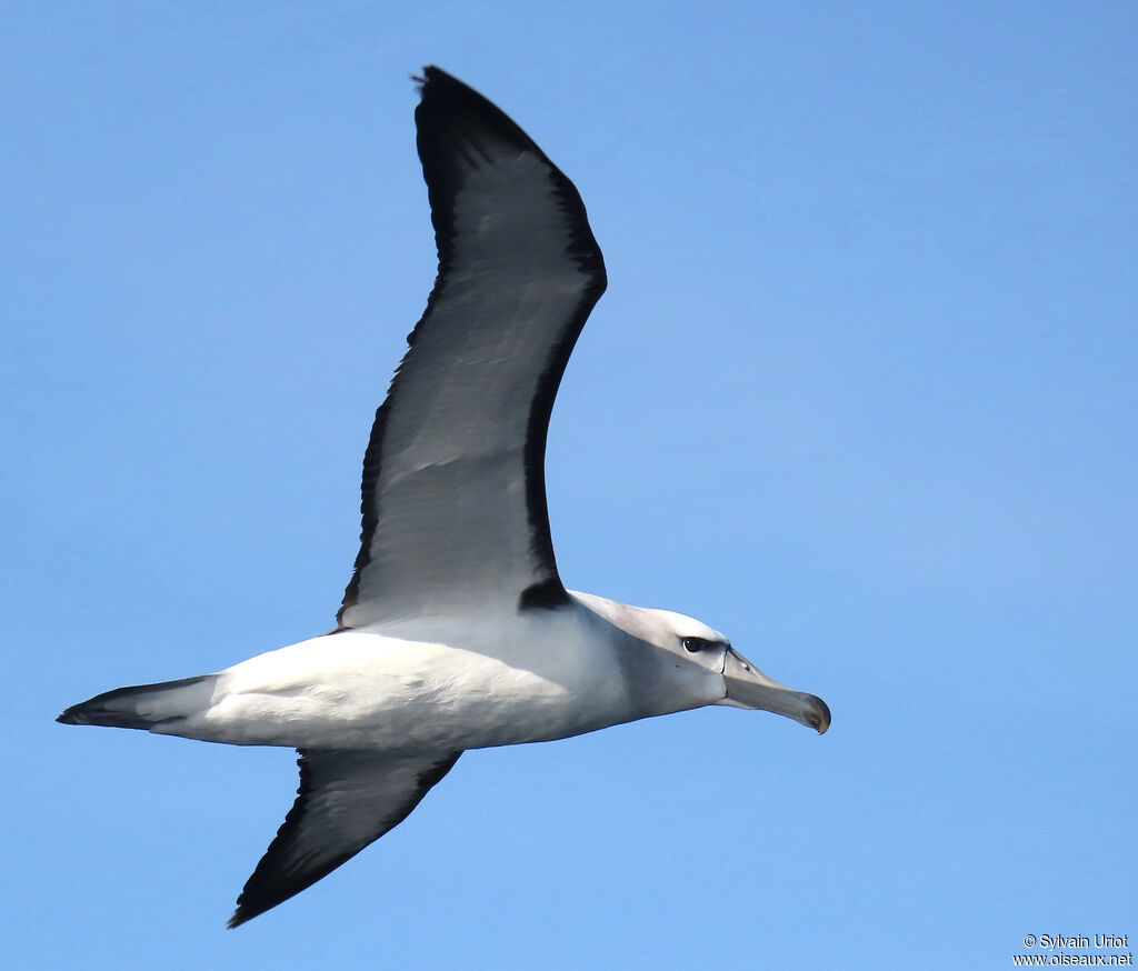 Albatros à cape blancheadulte