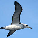 Albatros à cape blanche