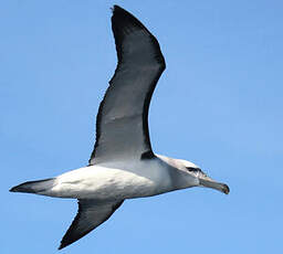 Albatros à cape blanche