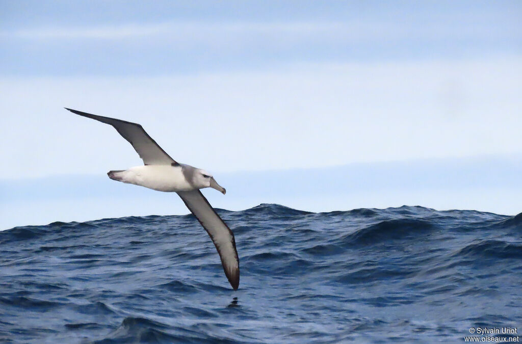 Albatros à cape blancheadulte