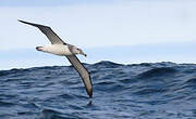 Albatros à cape blanche