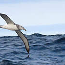 Albatros à cape blanche
