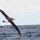 Albatros à cape blanche