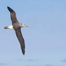 Albatros à cape blanche