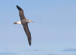 Albatros à cape blanche