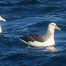 Albatros à cape blanche