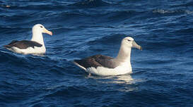 Albatros à cape blanche