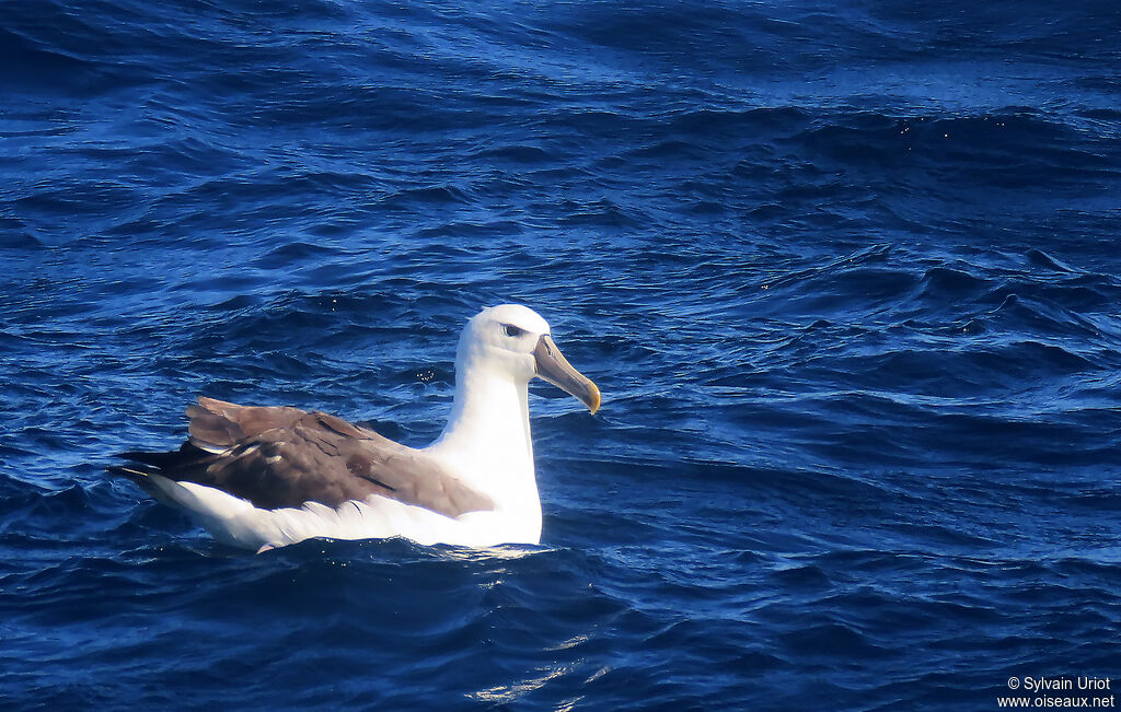 Albatros à cape blancheadulte