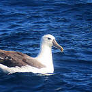 Albatros à cape blanche