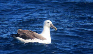 Shy Albatross