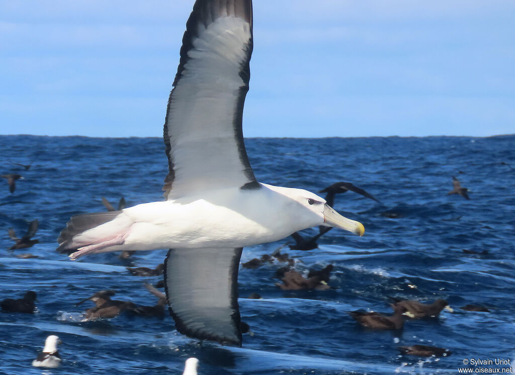 Shy Albatrossadult