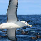 Albatros à cape blanche
