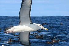 Albatros à cape blanche