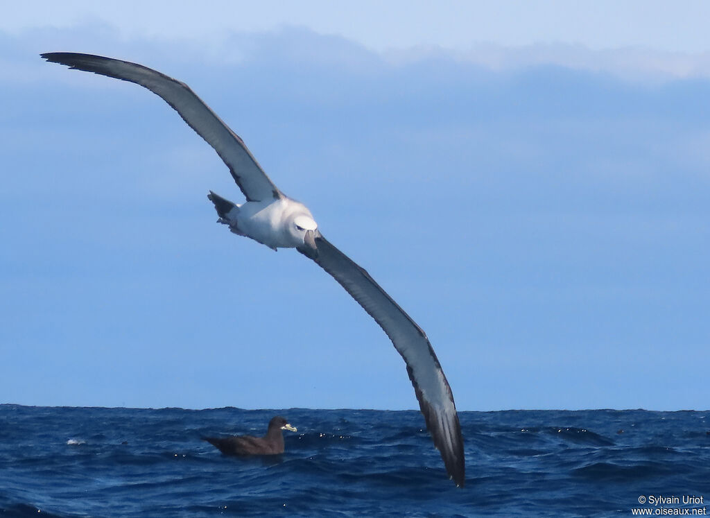 Albatros à cape blancheadulte