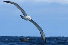 Albatros à cape blanche